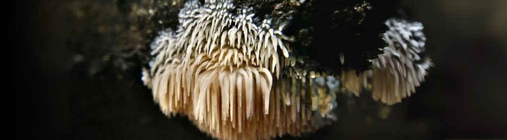 Lion’s Mane Mushroom Dosage: How Much Is Just Right?