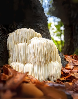 Does Lion’s Mane Give You Energy? (And How to Use It for Focus & Clarity)